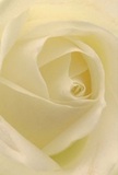 This image invites you directly into the heart of a creamy white rose, as if nestled among its delicate petals in a private moment of calm. The creamy-ivory folds spiral with effortless elegance, their edges so finely etched they almost shimmer in the gentle daylight filtering in from Welling's leafy avenues. Fleeting shadows contour each petal, casting soft depth and a quiet sense of drama reminiscent of early mornings in Oxleas Woods. There is a profound peace in this close perspective-a reverence that echoes through every subtle curve and undulating layer, crafted by a florist who knows just how to capture the right sentiment. The rose's understated fragrance seems to fill the air, pure and uplifting, while its pristine form makes it a beloved choice for conveying sympathy, admiration, or the start of a new journey. This bloom is not just a flower but a message delicately sculpted for the Welling community, each petal embodying the emotion and artistry that transform local bouquets into unforgettable gestures.